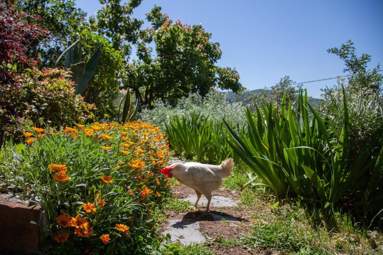 Pietrantica - Affittacamere Con Giardino Nuova Apertura A Trebiano -Citr Bagian luar foto